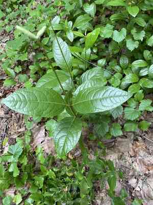 Smooth witherod(Viburnum nudum)