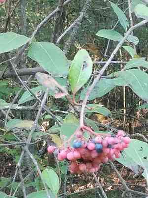 Smooth witherod(Viburnum nudum)