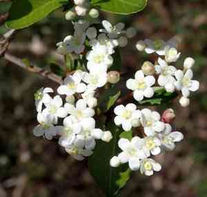 Walter's viburnum(Viburnum obovatum)