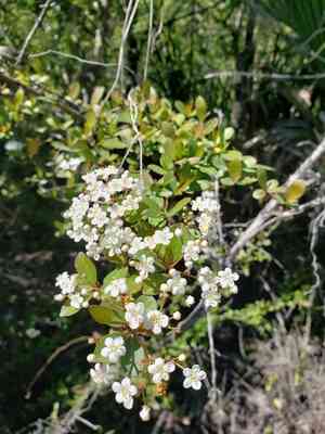 Walter's viburnum(Viburnum obovatum)
