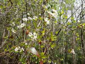 Walter's viburnum(Viburnum obovatum)