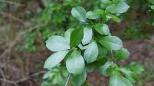 Walter's viburnum(Viburnum obovatum)