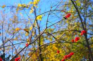 American Cranberry Bush(Viburnum opulus)
