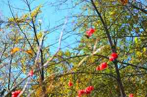 American Cranberry Bush(Viburnum opulus)