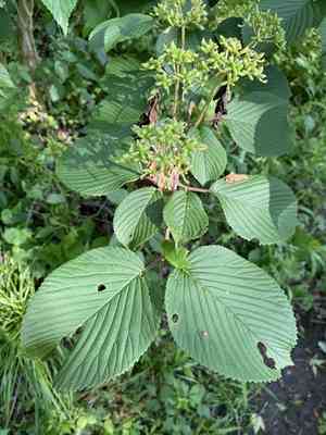 Japanese snowball(Viburnum plicatum)