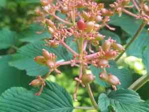 Japanese snowball(Viburnum plicatum)