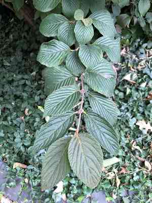 Japanese snowball(Viburnum plicatum)