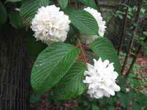 Japanese snowball(Viburnum plicatum)