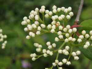 Black haw(Viburnum prunifolium)