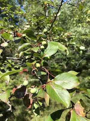Black haw(Viburnum prunifolium)
