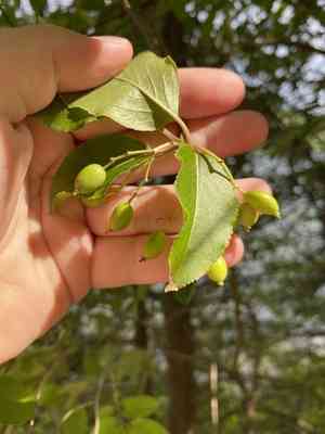Black haw(Viburnum prunifolium)