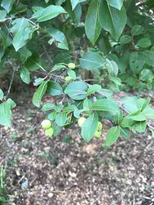 Black haw(Viburnum prunifolium)