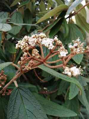 Leatherleaf viburnum(Viburnum rhytidophyllum)