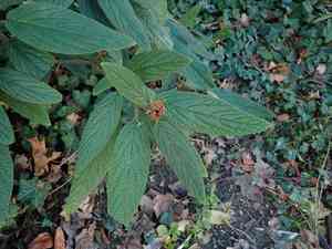 Leatherleaf viburnum(Viburnum rhytidophyllum)