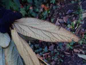 Leatherleaf viburnum(Viburnum rhytidophyllum)