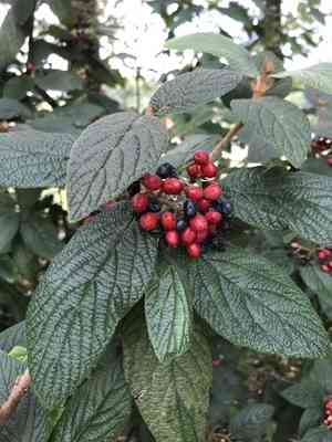 Leatherleaf viburnum(Viburnum rhytidophyllum)