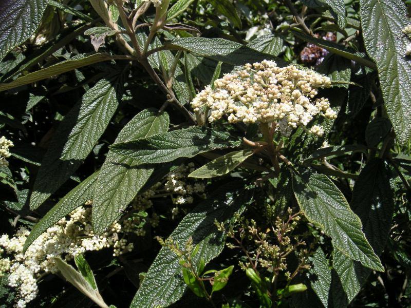 Leatherleaf viburnum
