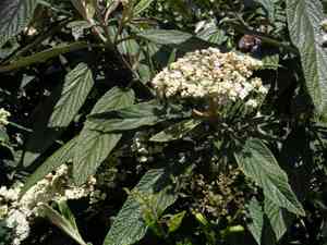 Leatherleaf viburnum(Viburnum rhytidophyllum)
