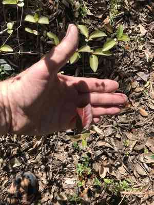 Rusty blackhaw(Viburnum rufidulum)