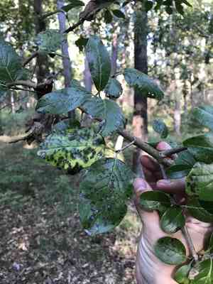 Rusty blackhaw(Viburnum rufidulum)