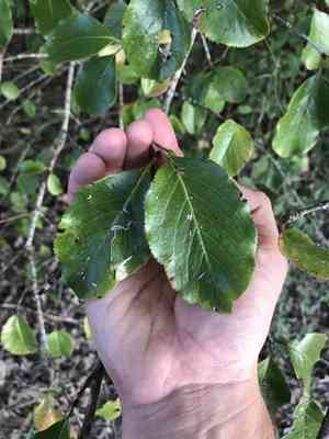 Rusty blackhaw(Viburnum rufidulum)
