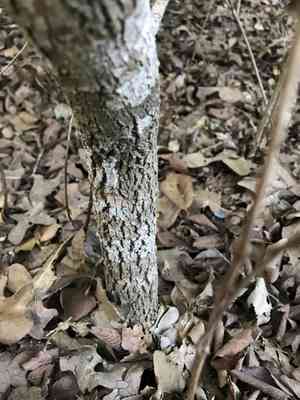 Rusty blackhaw(Viburnum rufidulum)