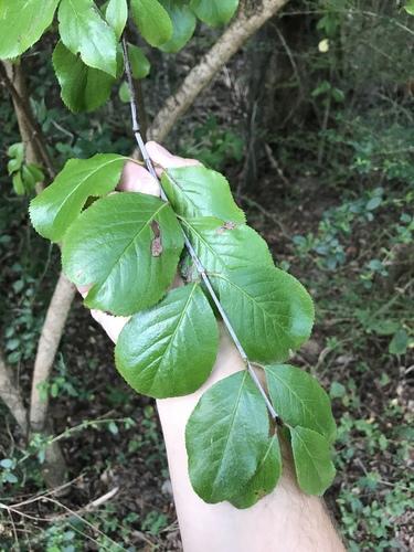 Rusty blackhaw