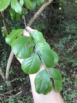 Rusty blackhaw(Viburnum rufidulum)
