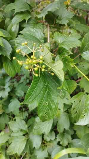 Asian guelder rose(Viburnum sargentii)