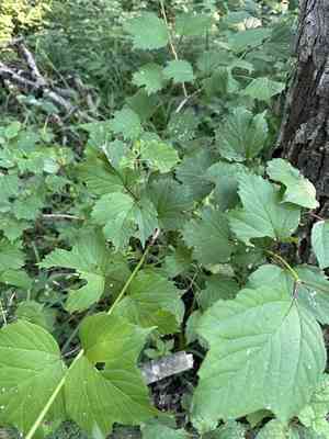 Asian guelder rose(Viburnum sargentii)