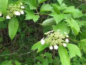 Asian guelder rose(Viburnum sargentii)