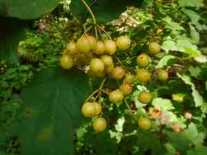 Asian guelder rose(Viburnum sargentii)