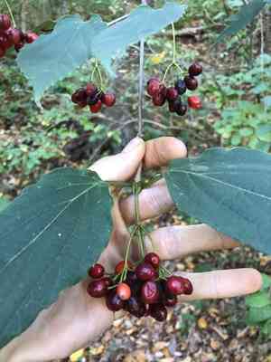 Tea viburnum(Viburnum setigerum)