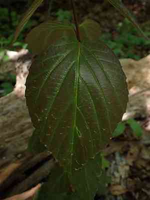 Tea viburnum(Viburnum setigerum)