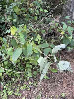 Tea viburnum(Viburnum setigerum)