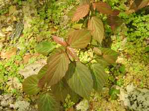 Tea viburnum(Viburnum setigerum)