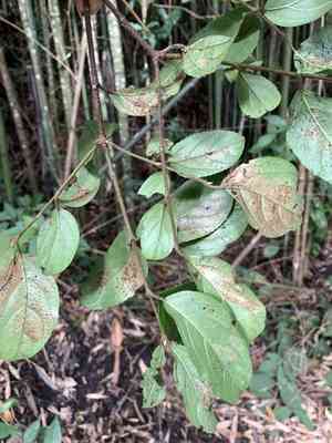 Sandankwa viburnum(Viburnum suspensum)