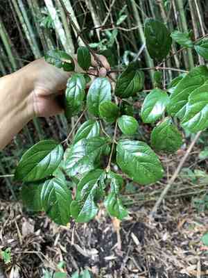 Sandankwa viburnum(Viburnum suspensum)