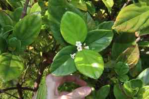 Sandankwa viburnum(Viburnum suspensum)