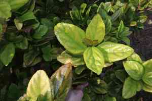 Sandankwa viburnum(Viburnum suspensum)