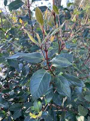 Laurustinus(Viburnum tinus)