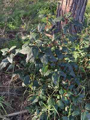 Laurustinus(Viburnum tinus)