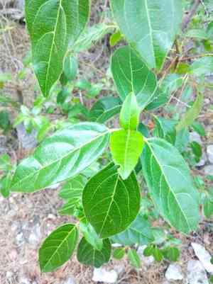 Laurustinus(Viburnum tinus)