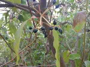 Laurustinus(Viburnum tinus)