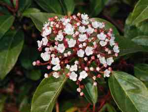 Laurustinus(Viburnum tinus)