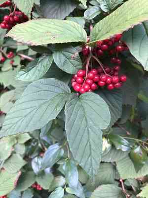 Wright's viburnum(Viburnum wrightii)
