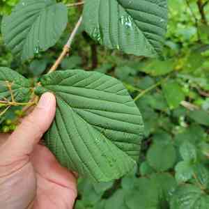 Wright's viburnum(Viburnum wrightii)