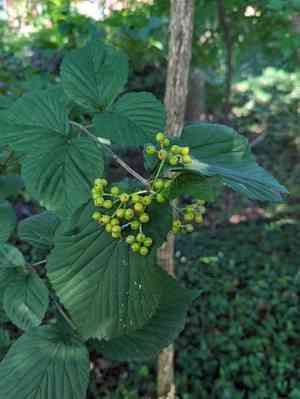 Wright's viburnum(Viburnum wrightii)