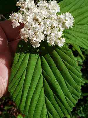 Wright's viburnum(Viburnum wrightii)