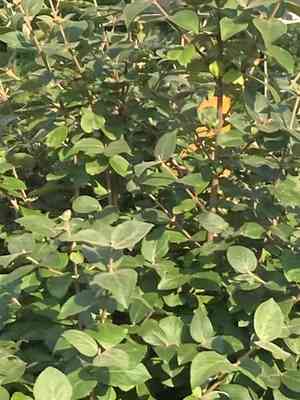Viburnum (Viburnum)(Viburnum)